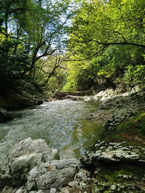 Мандариновая Абхазия из Волгограда — море, горы и Новый Афон